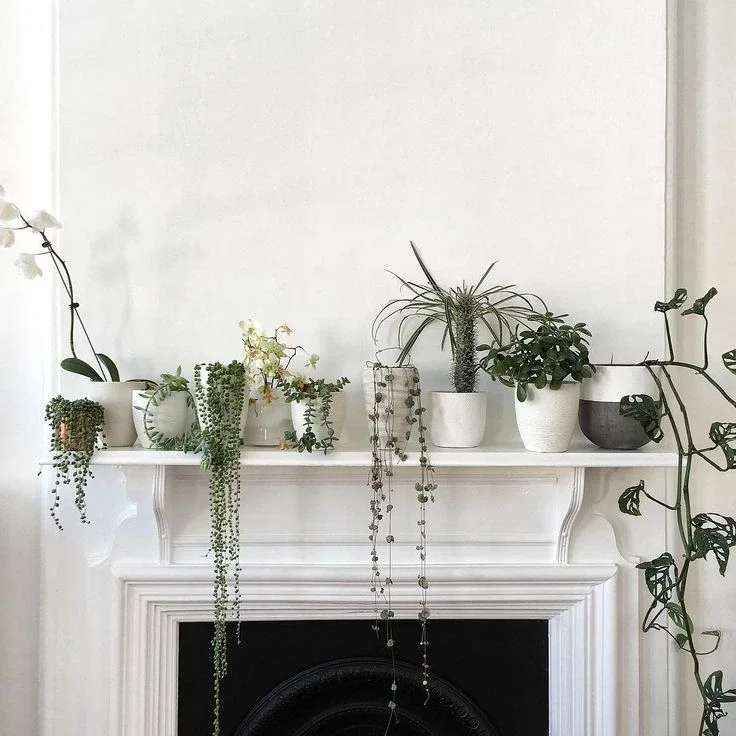 plants and flowers on the mantel