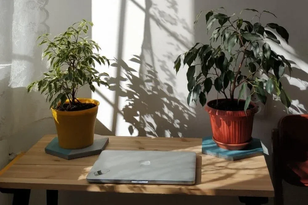 in house plants for home office
