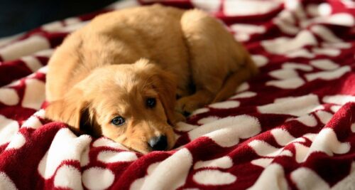 Golden Retriever Blanket Collection for Comfort and Style